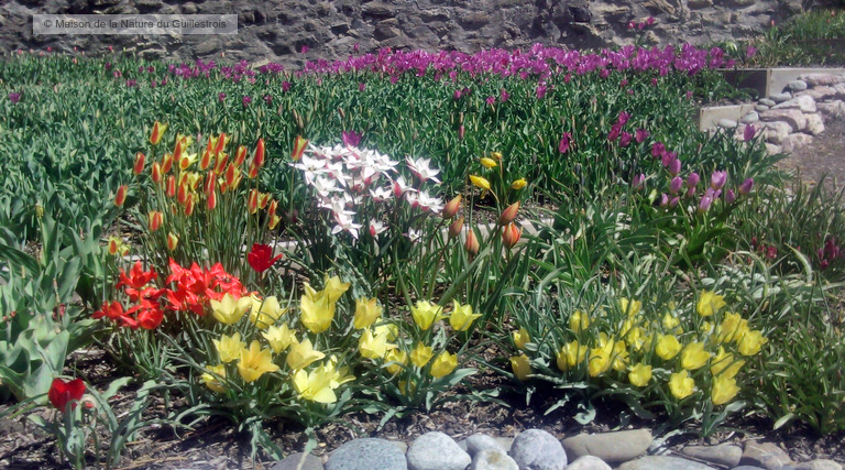 La floraison des tulipes