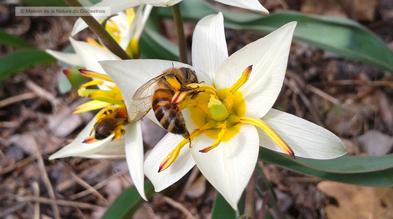Tulipa turkestanica et abeilles
